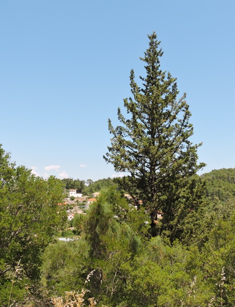 A lone Maquis pine